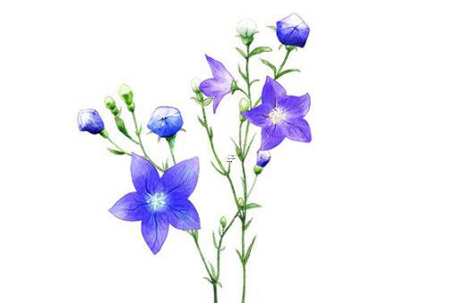 2025年最佳2025年五月吉日推薦 適宜生肖大了解