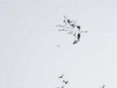 2025年5月最佳結婚吉日及相關忌諱