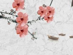 農歷四月屬兔本命年戴什么飾品,屬兔的農歷四月出生的什么命