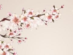 屬兔本命年的婚姻如何破解,屬兔本命年適合結婚嗎
