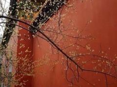 屬猴的身上帶什么更好 屬猴的帶啥