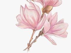 屬兔本命年幸運嗎女生生日怎么過,屬兔本命年運氣好不好