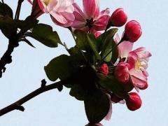 屬兔本命年適合的手鏈是什么,屬兔本命年戴什么首飾好