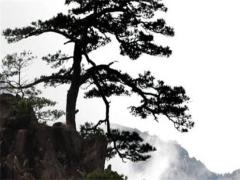 2025年5月砍樹吉日哪天好測算