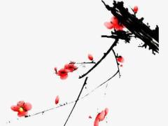 11月17日生日花：蘋果花 11月17日生日花語