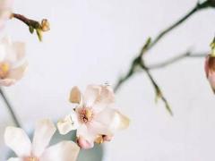 2025貔貅開光吉日6月 2025年6月份貔貅開光吉日查詢