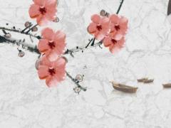 生肖兔本命年戴手鏈可以嗎,屬兔的本命年可以穿紅色嗎
