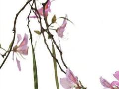 本命年兔佩戴什么觀音最好,屬兔本命佛的佩戴禁忌