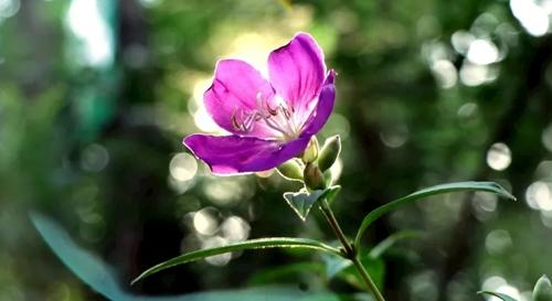 夢(mèng)見(jiàn)小豬仔