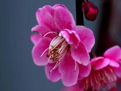 夢(mèng)見(jiàn)剃須
