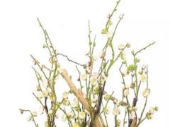 1999年3月屬兔本命年適合佩戴什么,1999年兔命帶什么東西