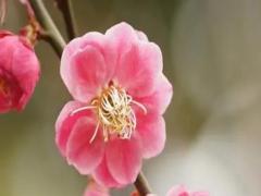 夢見蜜蜂往自己身上飛