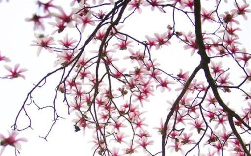 屬兔本命年佩戴紅繩項(xiàng)鏈好不好,屬兔的本命年可以穿紅色嗎