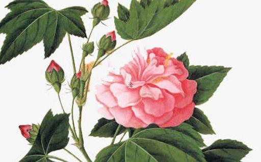 爸爸本命年屬兔送什么好,爸爸本命年買什么禮物 爸爸本命年屬兔送什么好,爸爸本命年買什么禮物